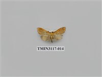 藏品(螟蛾221)的圖片